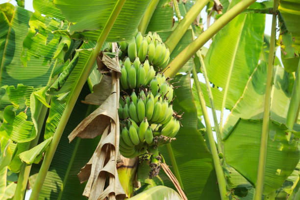 istock green banana tree and fruits 1210896995