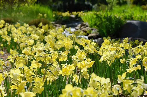 Photo of Daffodils Near a Creek