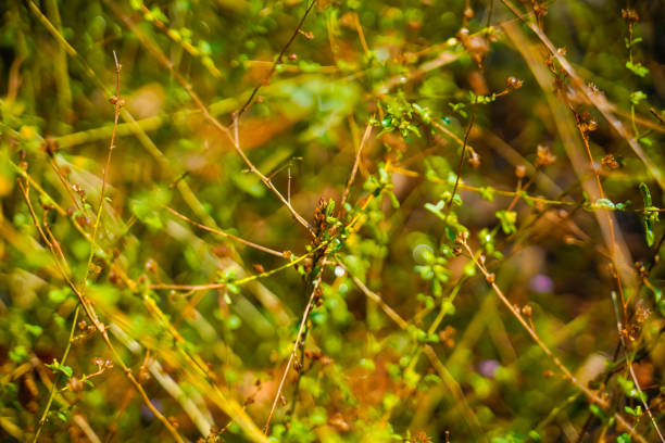 sida rhombifolia plant in Kerala