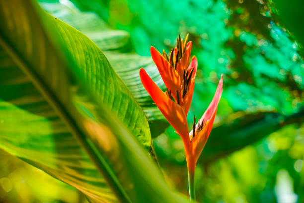 Red color flower in garden