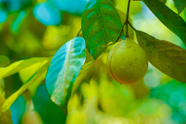 nutmeg fruit and plants in Kerala. India