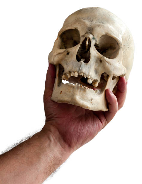istock A human skull in a man's hand. To be or not to be. 1210901791