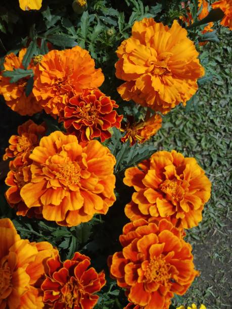 istock Red marigold flower in garden 1210901957