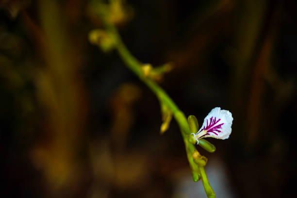 istock white color flower in tree branch 1210902625