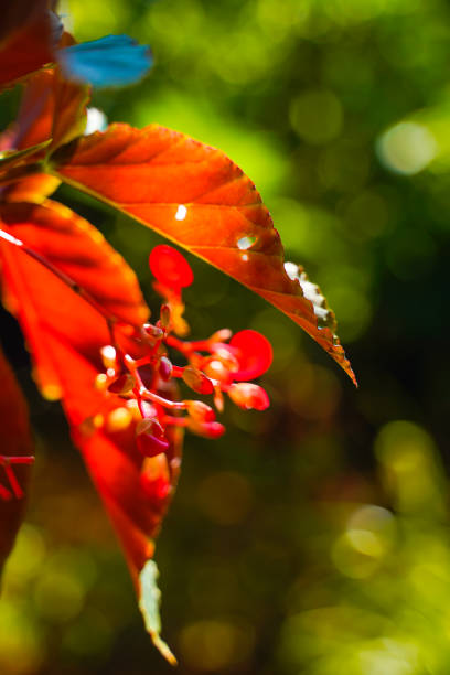 istock simarouba glauca plant in Kerala India. 1210902878
