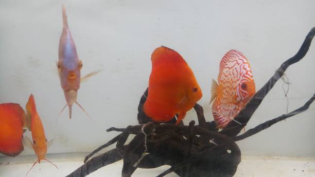 Discus fish in aquarium red melon and blue diamond discus fish in aquarium red pigeon blood discus stock pictures, royalty-free photos & images