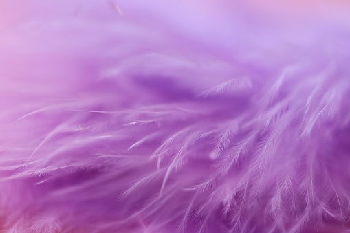 Feather texture. Purple feather soft focus background.Lilac fluffy feather on a pink blurry background.Purple fluff background.Feather close-up texture.