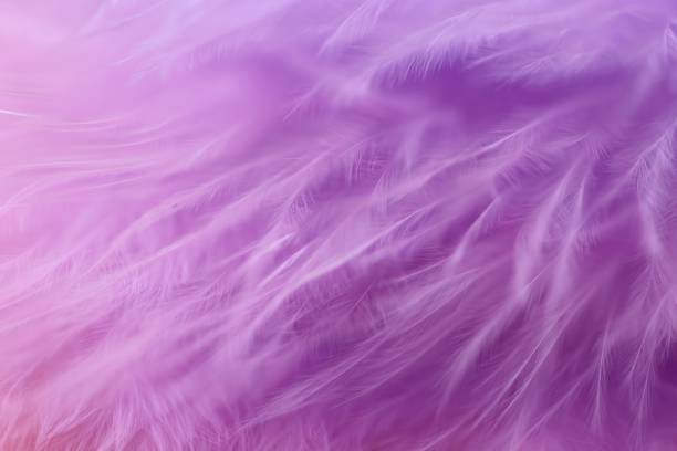 istock Feather macro . Purple feather soft focus background.Lilac fluffy feather on a pink blurry background.Purple fluff background.Feather close-up texture. 1210903595