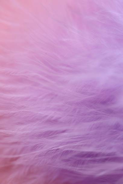 istock Feather macro texture. Purple feather soft focus background.Lilac fluffy feather on a pink blurry background.Purple fluff background.Feather close-up texture. 1210903596