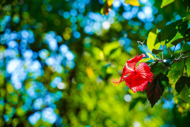 Red color flower in garden