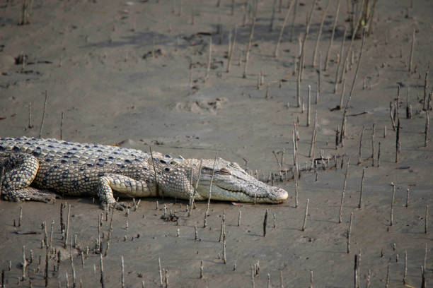 istock Mugger Crocodile,  Crocodylus palustris, Sunderbans, India 1210903924