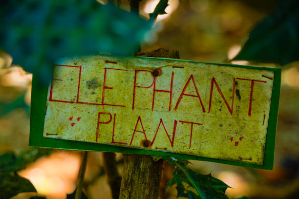 istock elephant plant in Kerala. India 1210903998