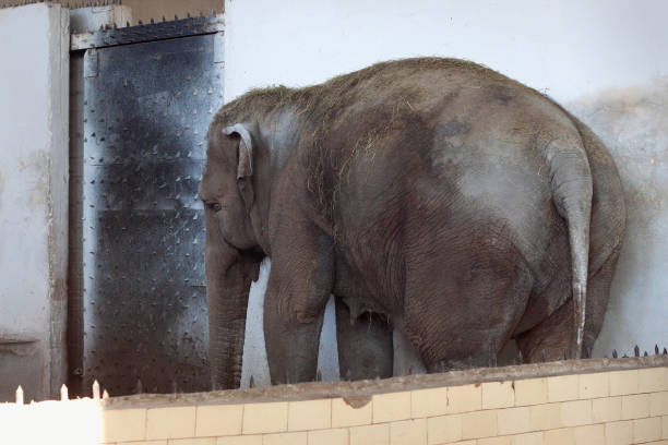 Big old Asian elephant at the zoo cage.