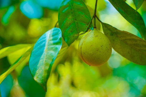 nutmeg fruit and plants in Kerala. India
