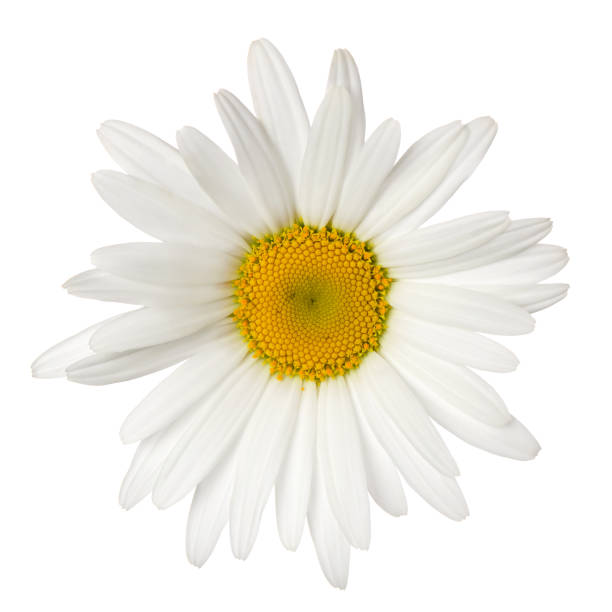 istock Daisy chamomile single flower head with yellow center isolated on white background 1210907660