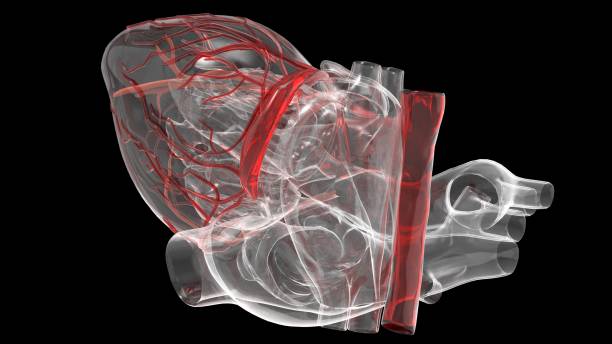 istock Model of artificial human heart 1210909114