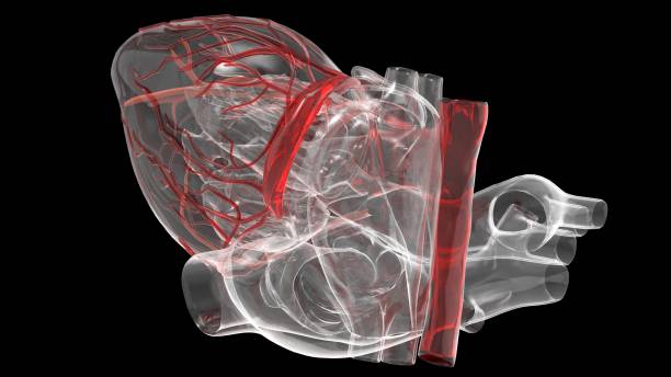 Model of artificial human heart stock photo