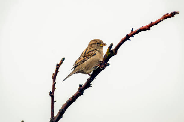 istock bird in the beautiful green forest 1210909788