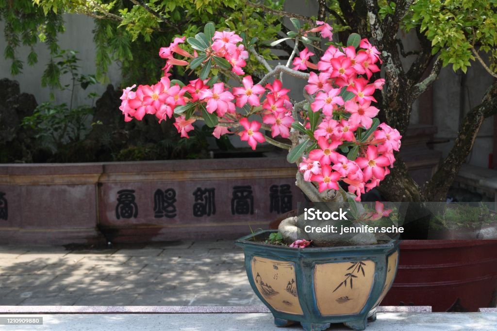 Desert Rose Tropical flower (Also called Impala Lily, Mock Azalea, Pink adenium) Adenium Obesum Stock Photo