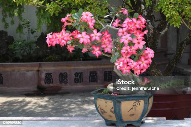 Desert Rose Tropical Flower Stock Photo - Download Image Now