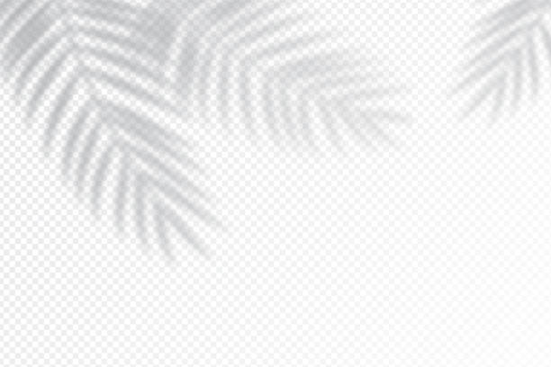 Print Shadow effects with tropical palm leaves in the corner. Flat lay background with tropical leaf shadow. Applicable for mockup, template background. Vector illustration drawing shadows stock illustrations