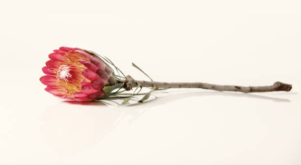 istock Close-up of a protea flower isolated on a white background 1210912921
