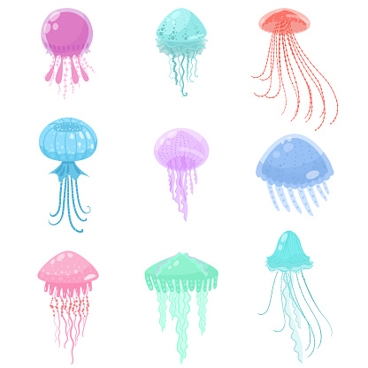 Set of colorful sea and ocean jellyfish water marine creature. Cartoon style. Vector illustration on white background