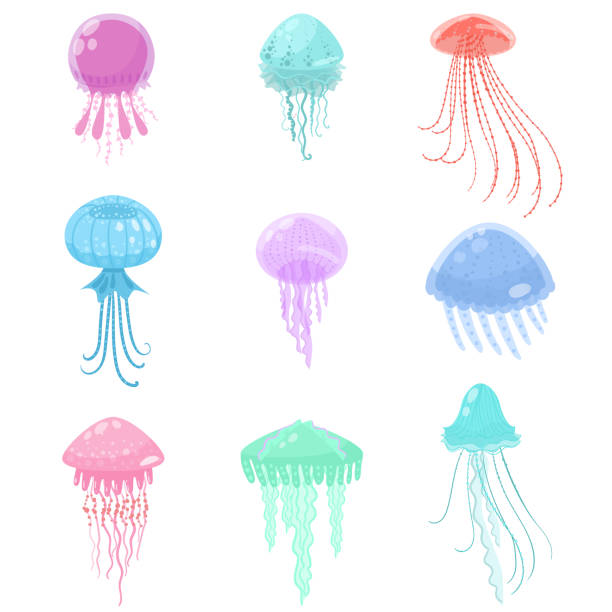Set of colorful sea and ocean jellyfish marine creature Set of colorful sea and ocean jellyfish water marine creature. Cartoon style. Vector illustration on white background invertebrate stock illustrations