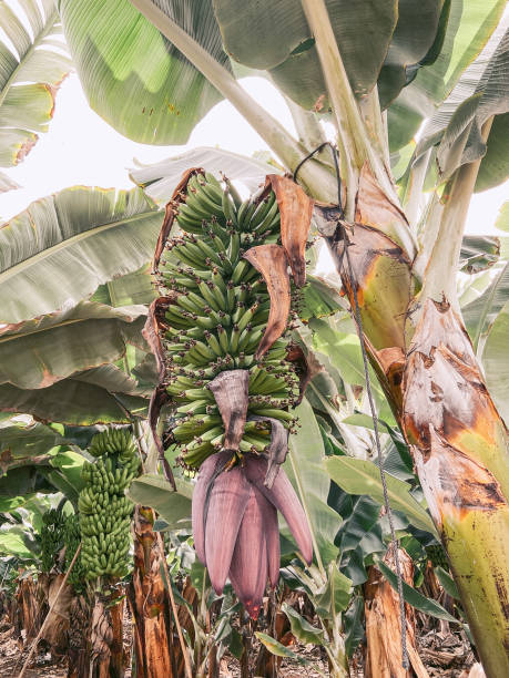 istock Banana plantation with rich harvest 1210917332