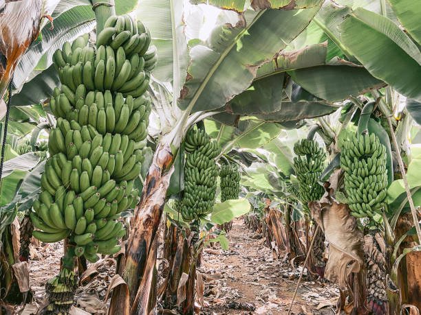 istock Banana plantation with rich harvest 1210917338