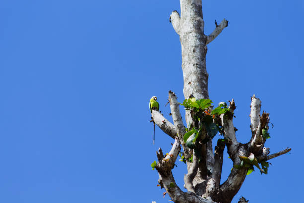 Small parrot sitting on tree branch at a distance