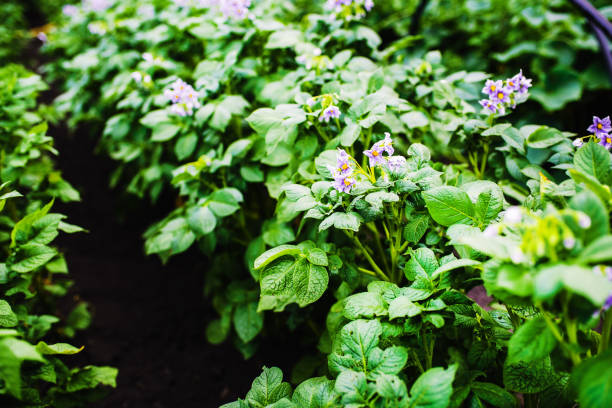 istock Potato leaves and flowers in summer day. 1210921434