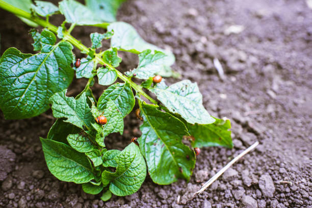 the larvae of colorado beetle on potato leaves. - raw potato field agriculture flower imagens e fotografias de stock