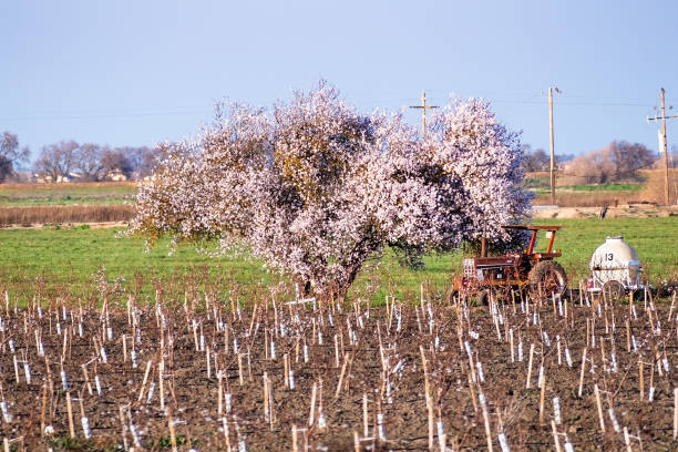 istock Fruit tree in bloom on a newly planted orchard field; tractor and farming equipment visible behind the orchard; California 1210921471