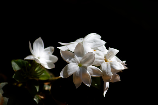 Beautiful white Arabian Jasmine Flower