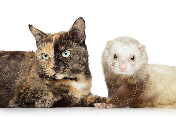 istock Cat and ferret on a white background 121092214