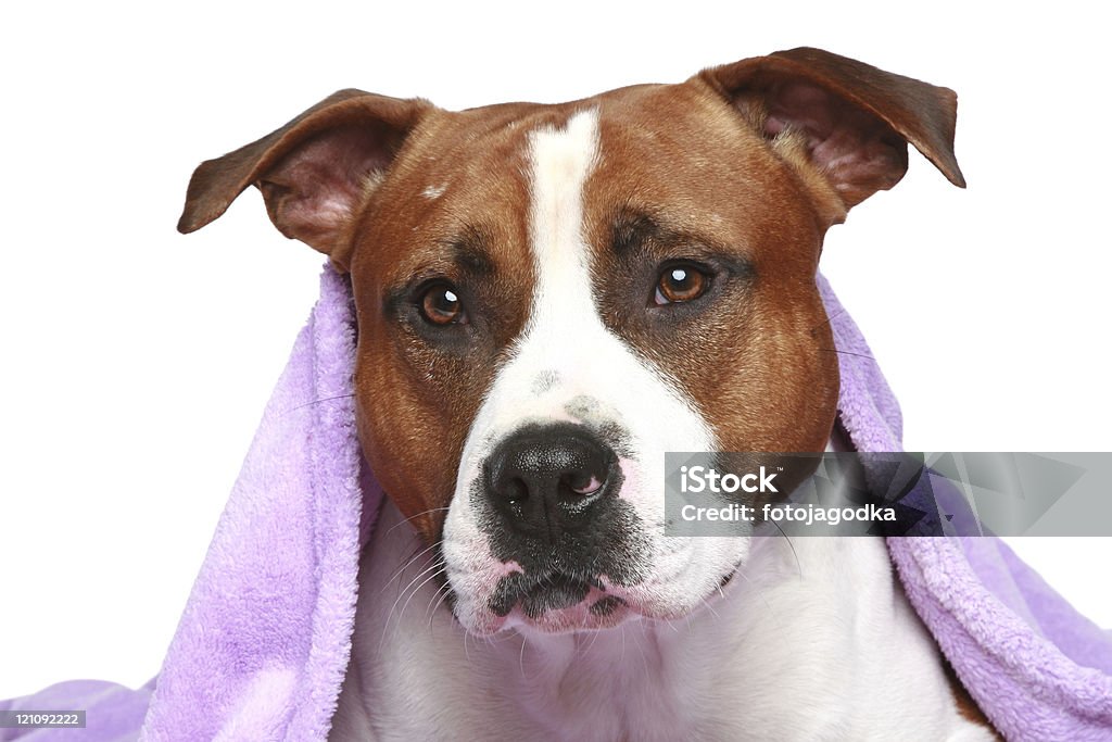 Staffordshire terrier, situata sotto coperta morbida - Foto stock royalty-free di American Staffordshire terrier