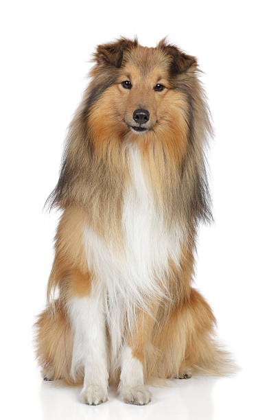istock A lovely Shetland sheepdog on a white background 121092225