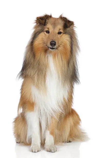 Shetland sheepdog. Sheltie sits on a white background