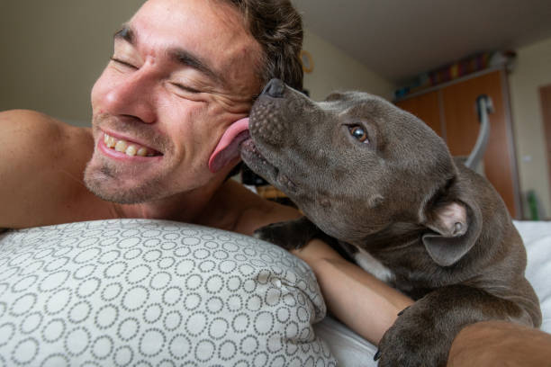 Happy young male owner having fun with dog on bed in flat Crop of cheerful young man taking selfie while amstaff dog licking face and lying together on bed in apartment animal head man stock pictures, royalty-free photos & images