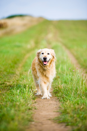 A healthy, fit, beautiful, old, female golden retriever running towards the camera whilst getting some exercise on a walk in the countryside