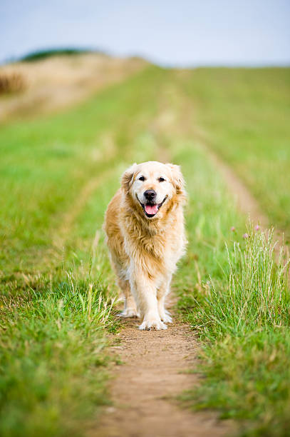 Beautiful Golden Retriever Running Towards the Camera stock photo