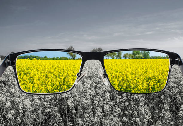 Looking through glasses to bleach nature landscape with blue sky and yellow field stock photo