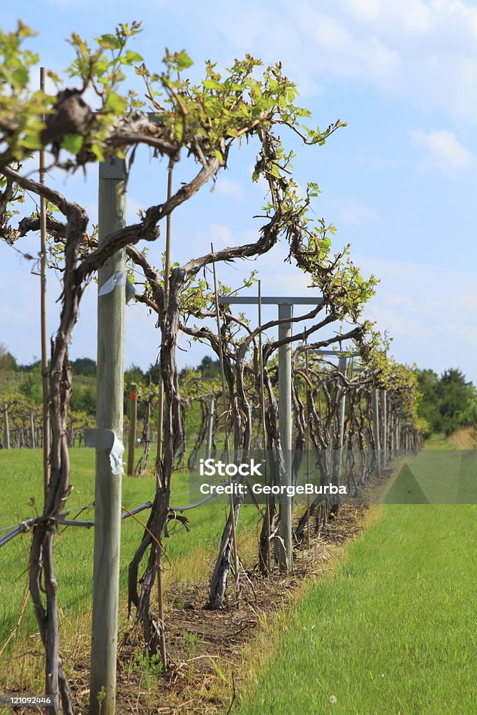 Vineyard - Lizenzfrei Agrarbetrieb Stock-Foto