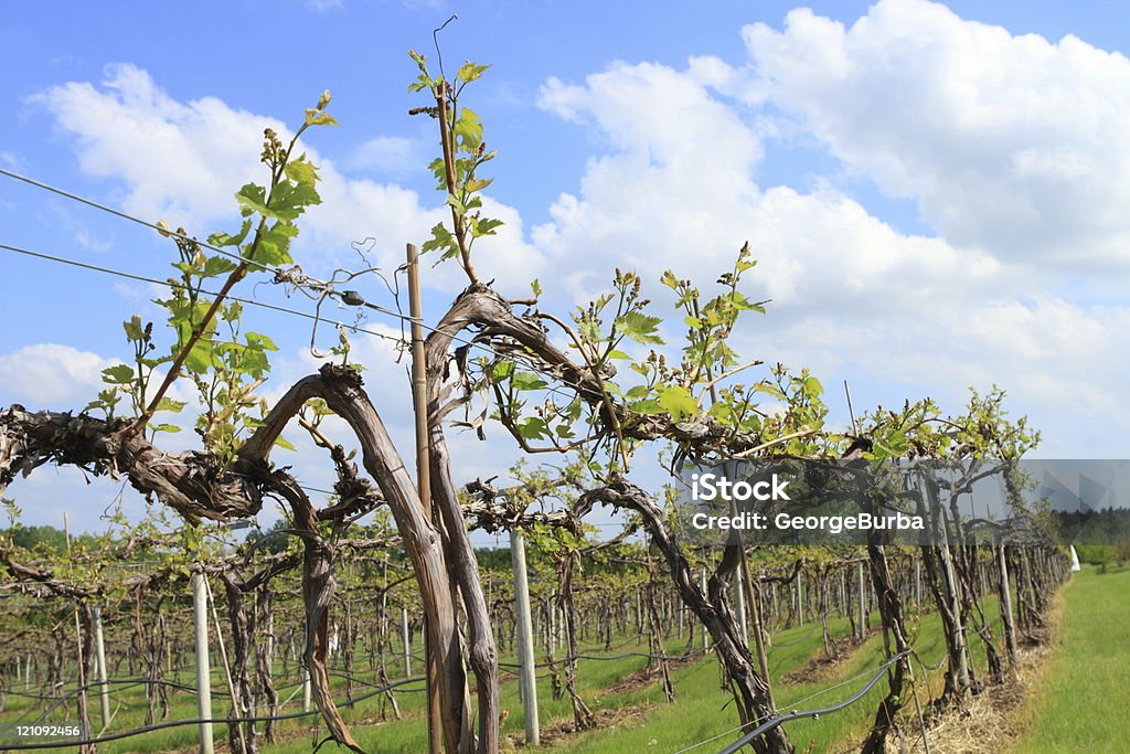 Vineyard - Foto de stock de Agricultura libre de derechos