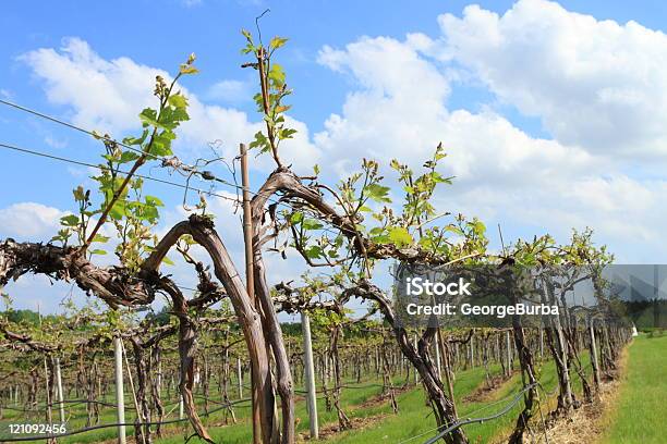 Vineyard Foto de stock y más banco de imágenes de Agricultura - Agricultura, Aire libre, Azul