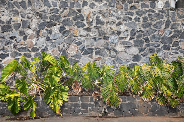 White stone wall and green plant with small leaves and pink Bougainvillea Flowers