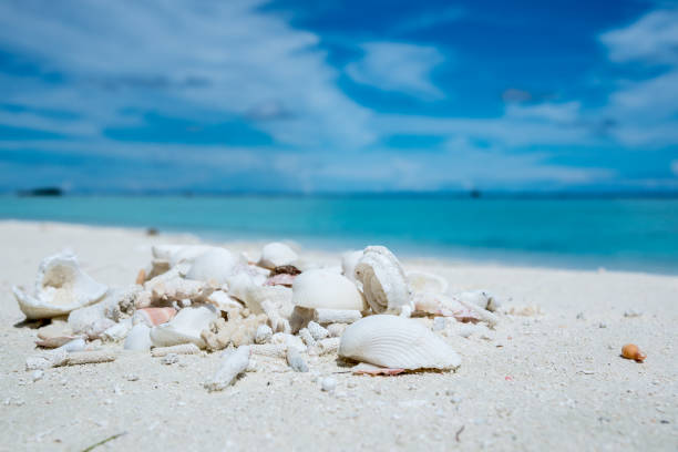 istock Heap of shells and coral 1210926250