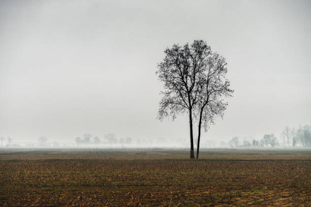 Tree in misty field and flying birds silhouettes