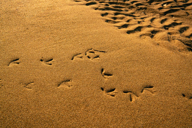 istock Bird footsteps on the beach. Beach animal trail. 1210929285